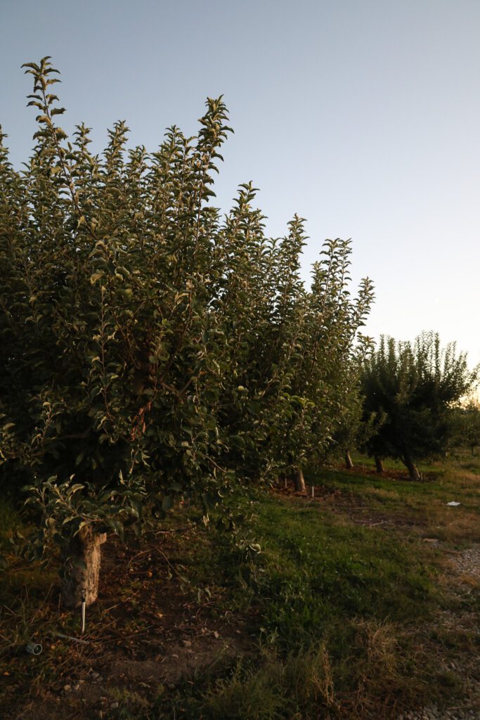 Utah Orchards