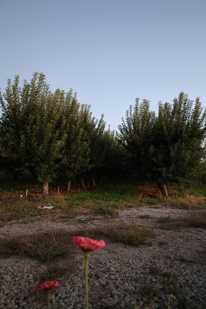 Peach Orchards in Utah